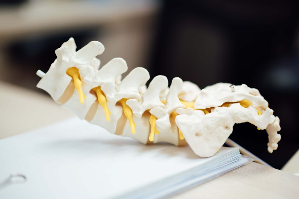 lumbar spine model with nerve roots